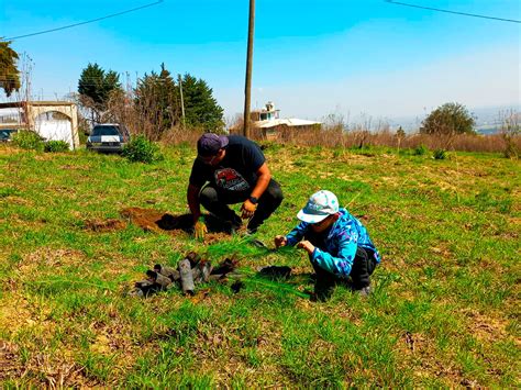 Con Gran Xito Concluimos El Segundo D A De La Campa A De Reforestaci N