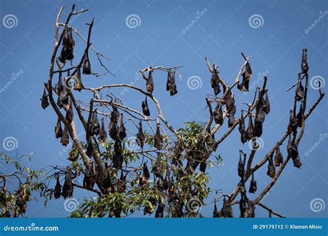 Numerous Huge Bats Hanging from Tree Stock Photo - Image of nature, outback: 29179712