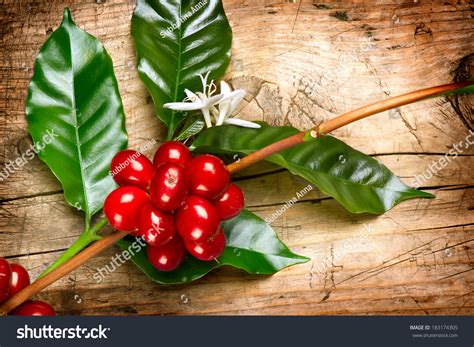 Coffee Plant Red Coffee Beans And Flower On A Branch Of Coffee Tree