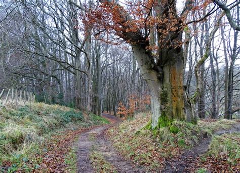 Woodland Path Robert Graham Geograph Britain And Ireland