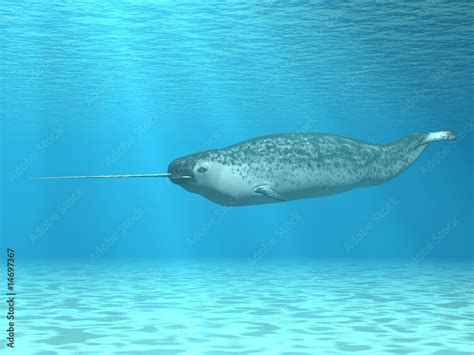 narwal monodon monoceros stock illustration adobe stock