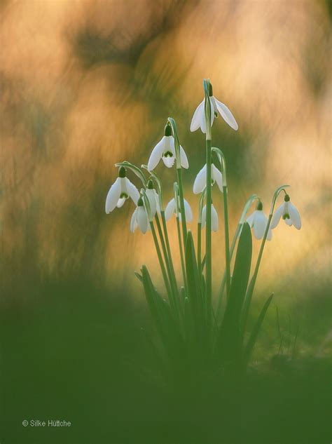 Schneeglöckchen Forum für Naturfotografen