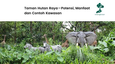 Taman Hutan Raya Tahura Potensi Manfaat Dan Contoh Kawasan