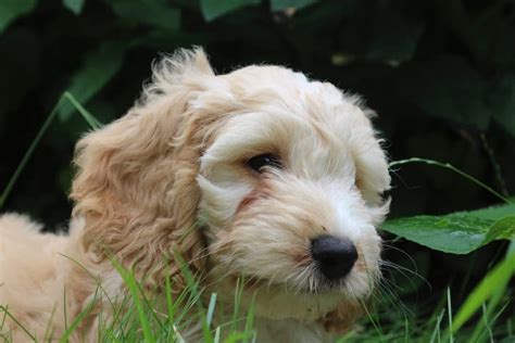 Cockapoo Donner Adoption Et Rescues Qu Bec