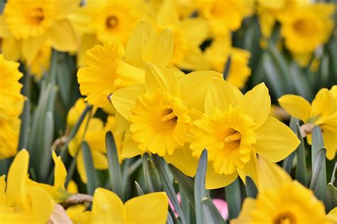 Narzissen Als Gartenblumen Verwenden E Tipp At