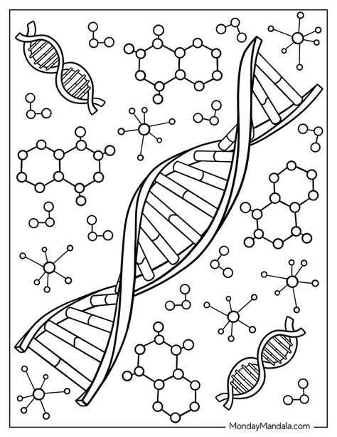 Dna Coloring Strand Model Drawing Pages Biology Rna Printable Helix