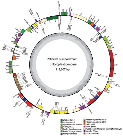 Plastid Genome Map Of Ptilidium Pulcherrimum Genes On The Outside