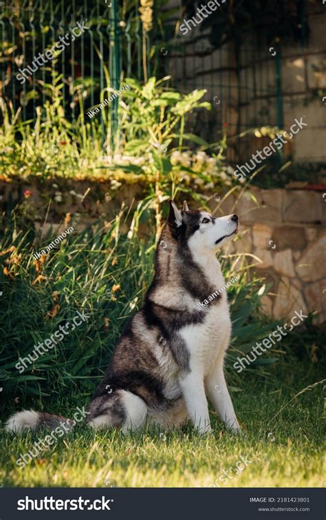 Siberian Husky Sitting On Grass Looking Stock Photo 2181423801