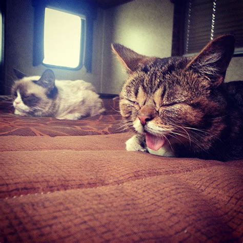 Meet Lil Bub The Cutest Cat On The Internet Video And Gallery