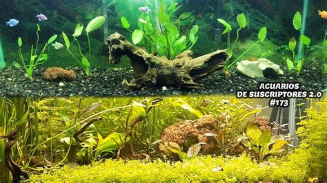 ACUARIOS DE SUSCRIPTORES 2 0 173 Plantados Pez Betta Pez Goldfish