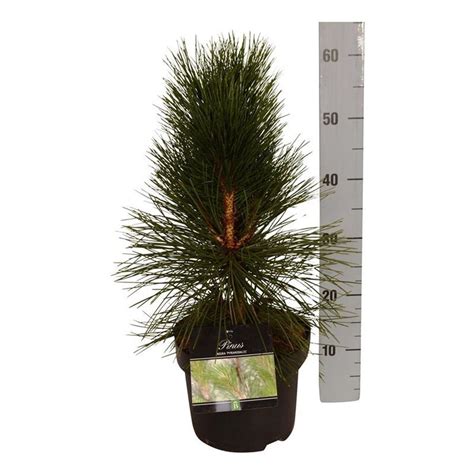 Pinus Nigra Pyramidalis Plant Wholesale Floraccess