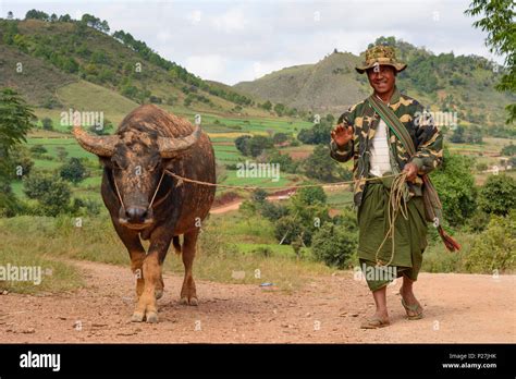 Kalaw Man Farmer Drives Water Buffalo Shan State Myanmar Burma