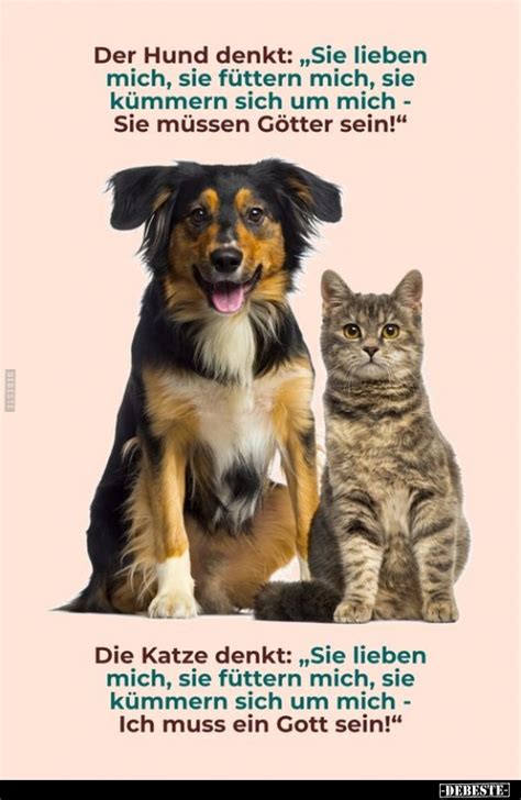 Der Hund denkt Sie lieben mich sie füttern mich sie kümmern sich um