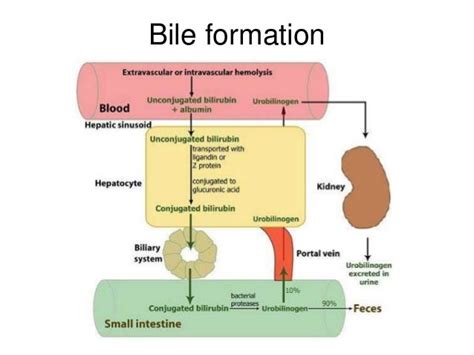 Anatomy Of Gall Bladder