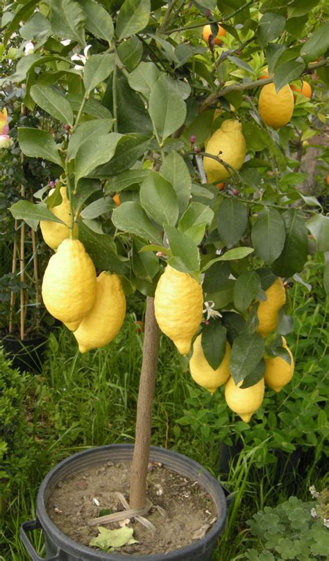 Piante Di Limone In Vaso Come Proteggerle Dal Freddo Cittadino