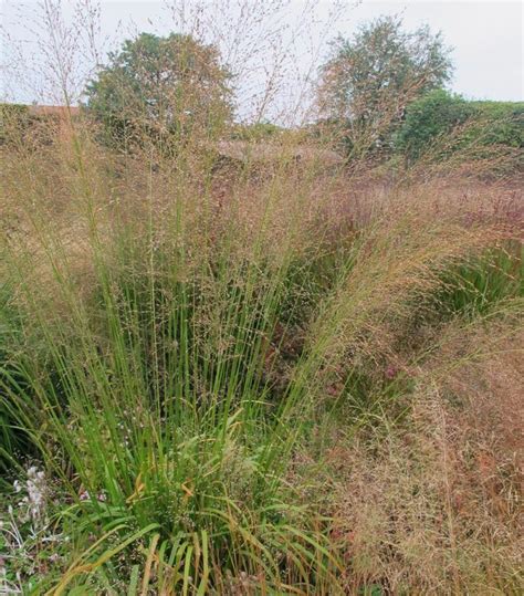 Crystal Veil Purple Moor Grass Van Wilgen S Garden Center