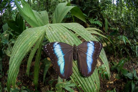 Ecuadorian Amazon wildlife location in Ecuador, Latin America ...