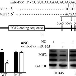 FGF2 Was A Direct Target Of MiR 195 A Sequence Alignment Of Human