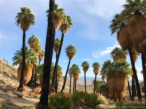 A Palm Oasis In Surprise Canyon Anza Borrego Desert State Park California Visited While