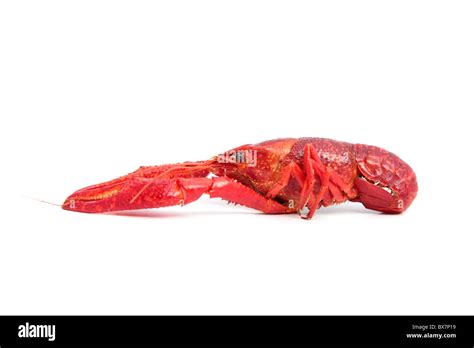 Isolated Crayfish Hi Res Stock Photography And Images Alamy