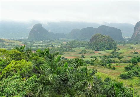 Cuba Rainforest Tropical Rainforest Island Stock Photos Pictures