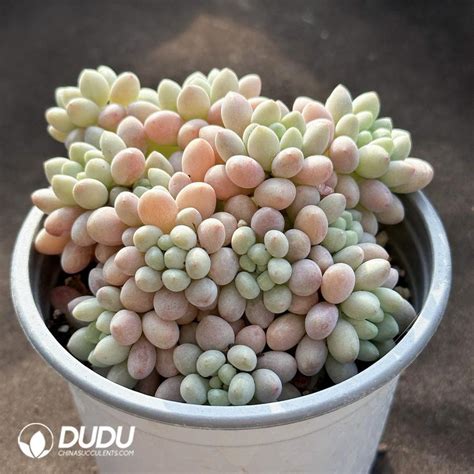 Pachyphytum Caviar Clustering China Wholesale Succulent Plants