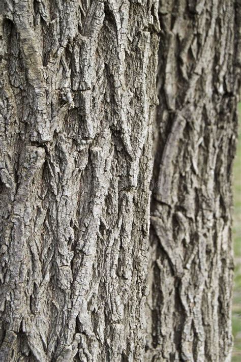 Willow Tree Outer Shell Pictures Tree Bark Patterned Bark Willow