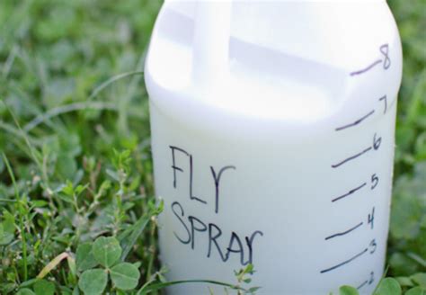 The Best Homemade Fly Spray Made With Natural And Organic Ingredients