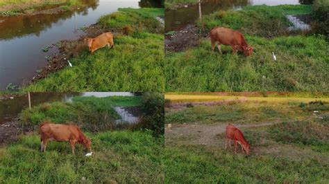 吃草的黄牛 3840x2160 高清视频素材下载 编号 9445426 实拍视频 光厂 Vj师网