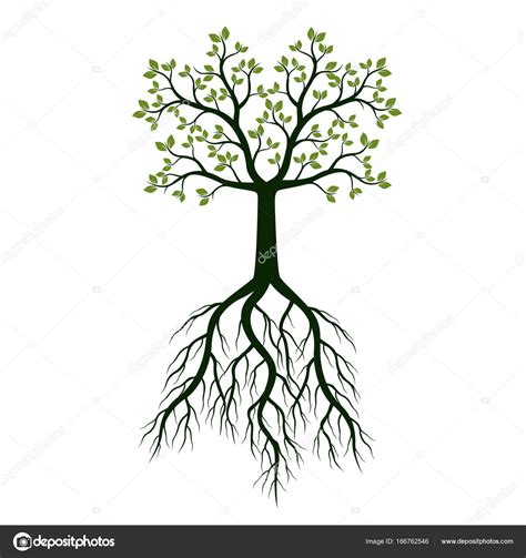 Green Tree With Leaves And Roots Vector Illustration Stock Vector