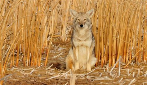 Coyotes In Virginia