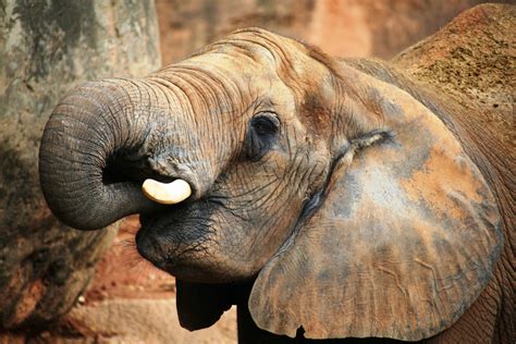 Teeth And Tusks 10 Facts About Elephants