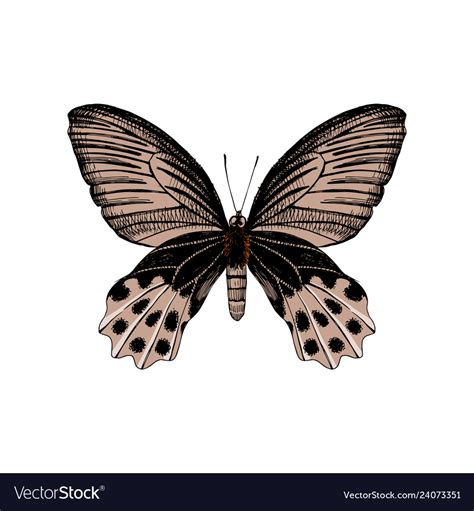 Hand Drawn Butterfly Royalty Free Vector Image