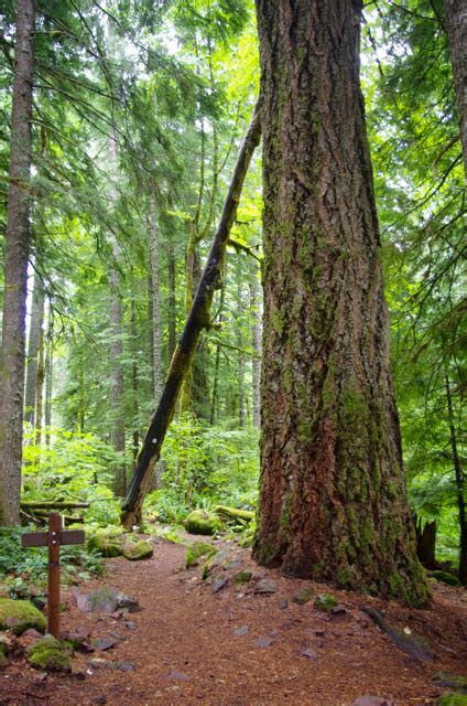 McKenzie River-Waterfalls Loop Trail South Junction - Hiking in ...