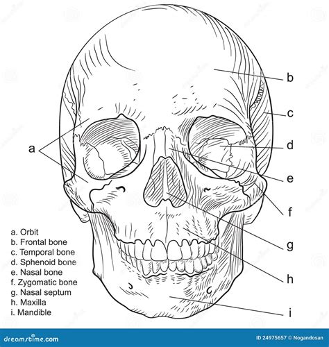 Vector Humano Del Frontal Del Cr Neo Ilustraci N Del Vector