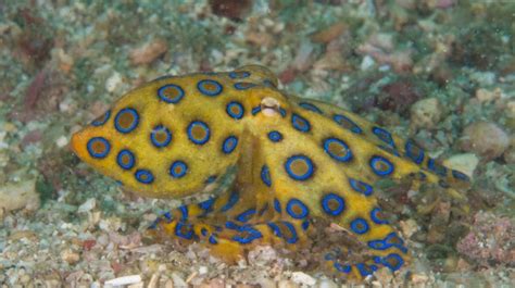 Les Meilleurs Endroits Pour Faire De La Plong E Sous Marine Sydney