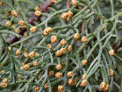 arizona cypress tree 2