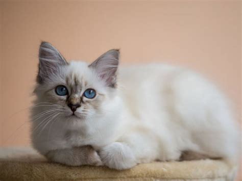 Eşsiz Bir Kedi Irkı Olan Birman Kedisi Özellikleri ve Bakımı