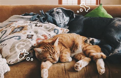 Haws Syndrome In Cats Great Pet Care