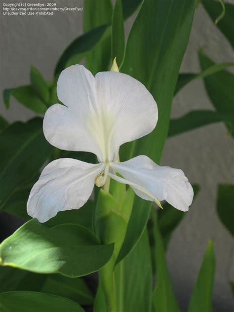 Plantfiles Pictures Hedychium Species Butterfly Ginger Butterfly