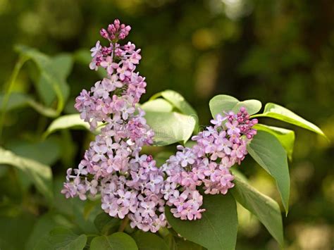 Pink lilac stock image. Image of botany, bush, floral - 137332195