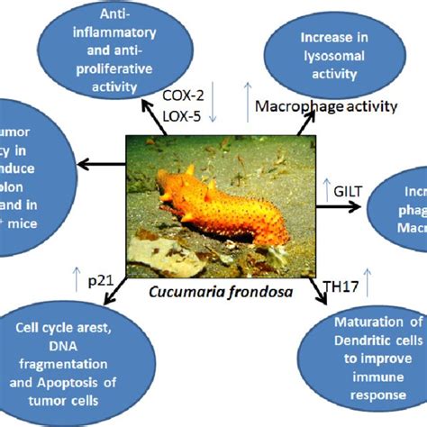 Sea Cucumber Defense Mechanism