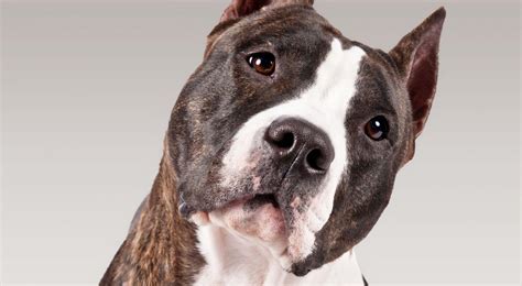 American Staffordshire Terrier Dog Breed Information American Kennel Club