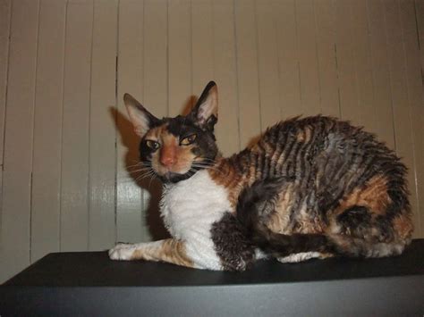 Pin By Catherine Colin On Cornish Rex Pretty Cats Feline Cornish Rex