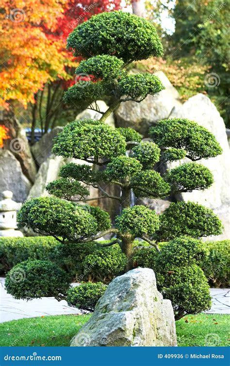 大盆景 库存照片 图片 包括有 结构树 庭院 日语 工厂 附加 日本 绿色 石头 瀑布 岩石 409936