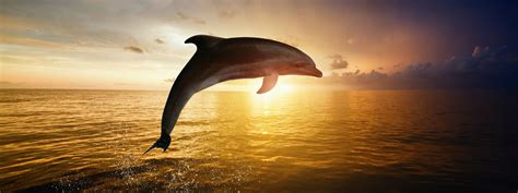 Dolphin Spotting Cruise Goa