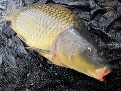 Rhode Island Carp Fishing Fish The Shallows