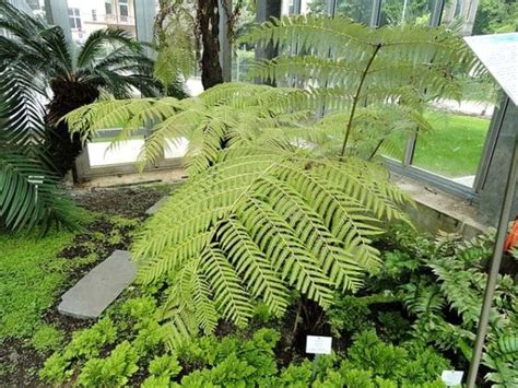 Spores de Cyathea dealbata Fougère arborescente argentée Boutique