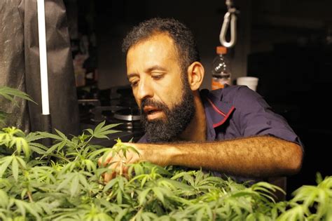 Saiba Os Impactos Da Descriminalização Da Maconha Para Consumo Pessoal A Tarde