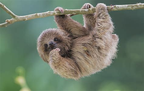 Sloth 1080P, 2K, 4K, 5K HD wallpapers free download | Wallpaper Flare